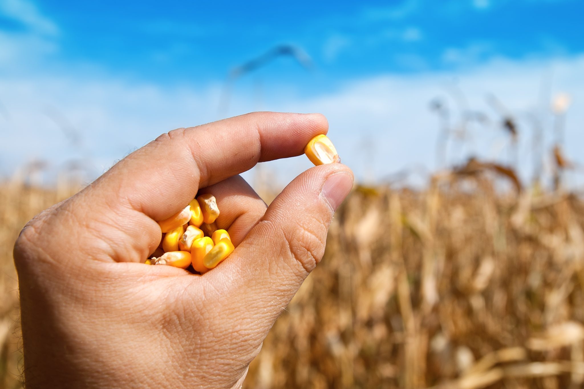 Corn Field and Kernes